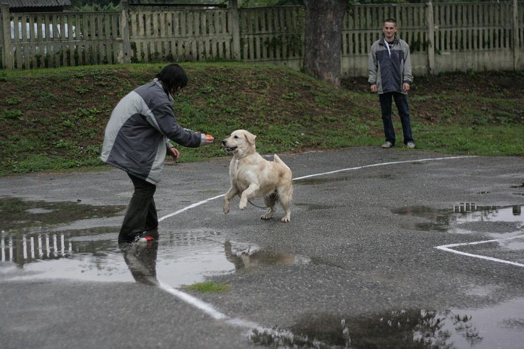 Krajowa Wystawa Psów Rasowych