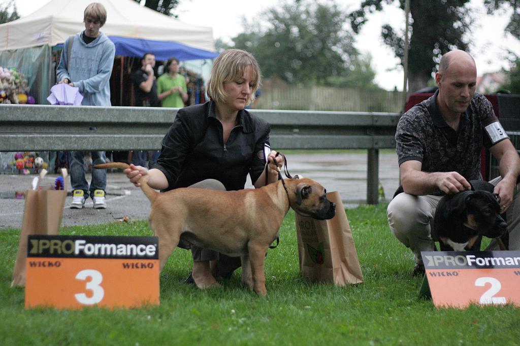 Krajowa Wystawa Psów Rasowych