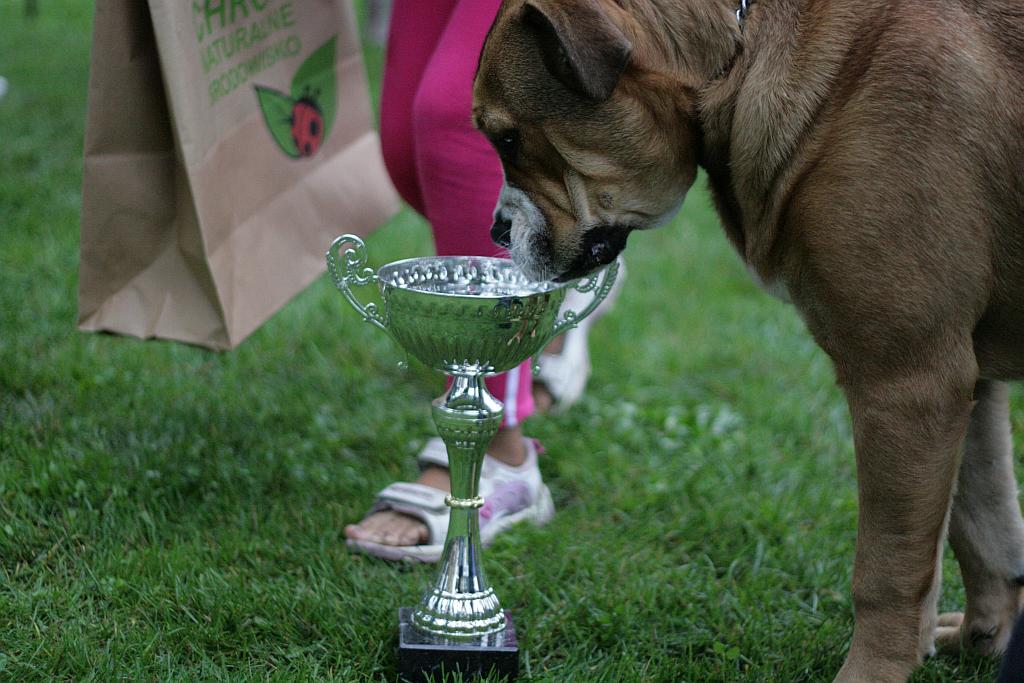 Krajowa Wystawa Psów Rasowych