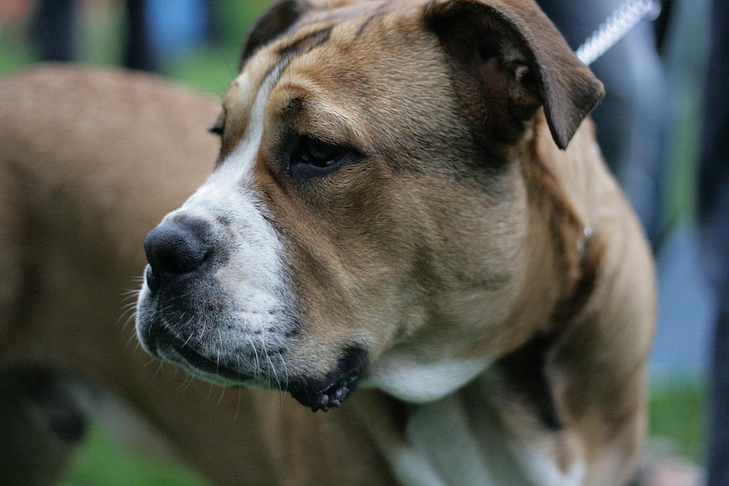 Krajowa Wystawa Psów Rasowych