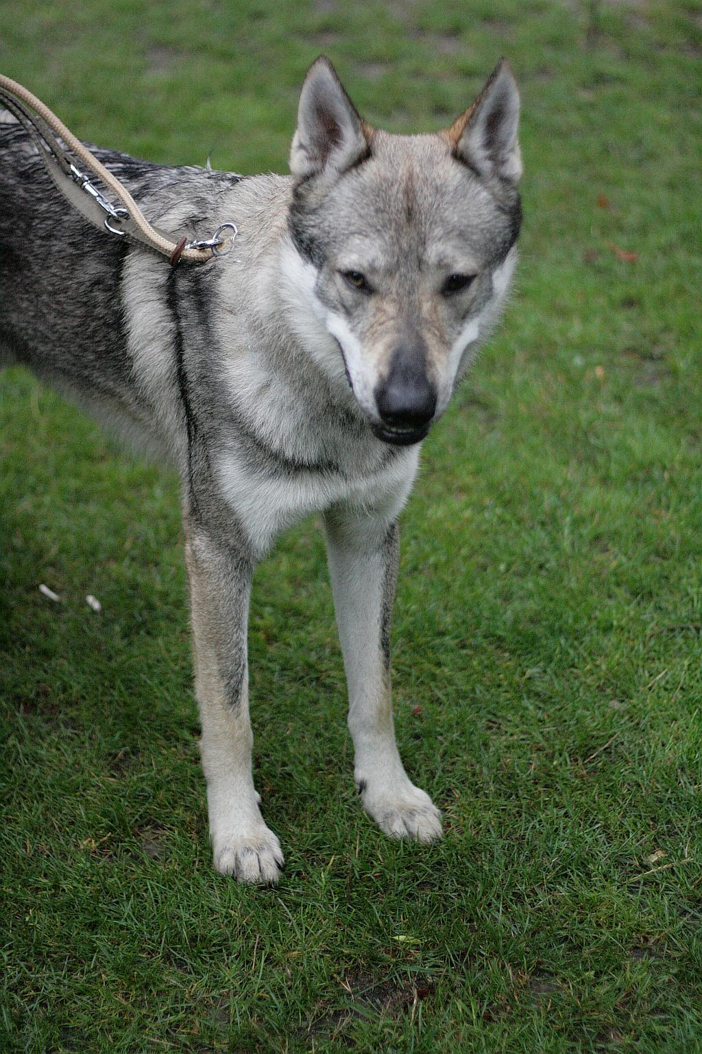 Krajowa Wystawa Psów Rasowych