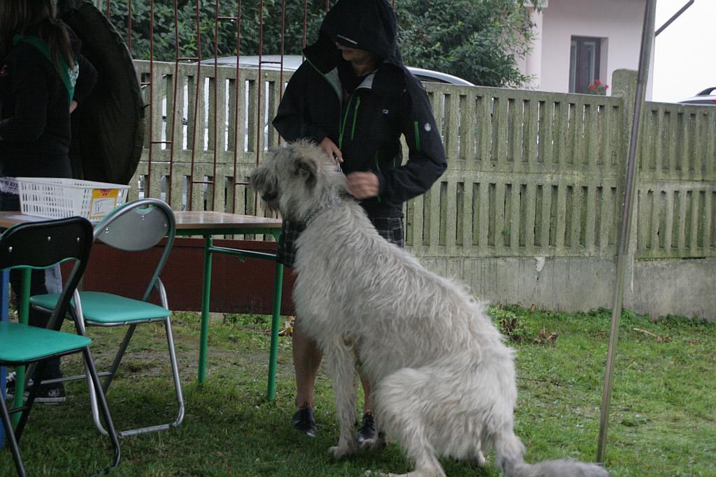 Krajowa Wystawa Psów Rasowych