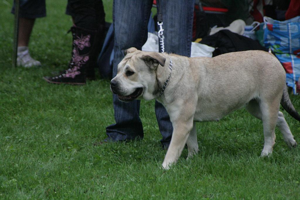 Krajowa Wystawa Psów Rasowych