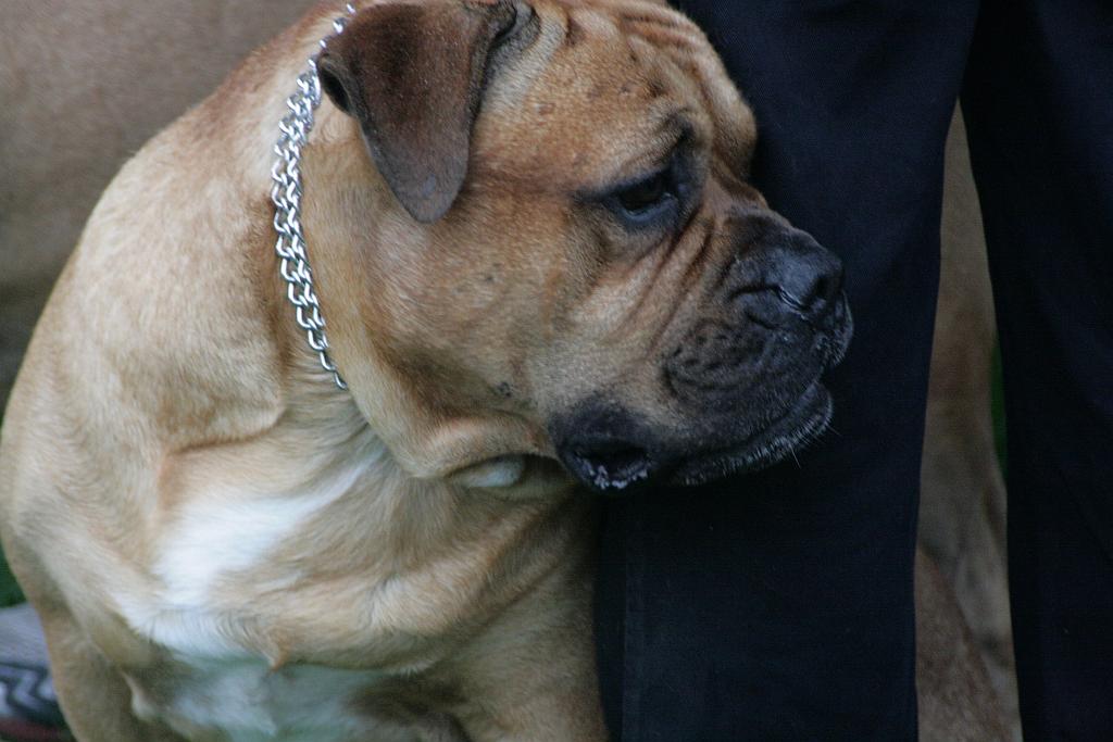 Krajowa Wystawa Psów Rasowych