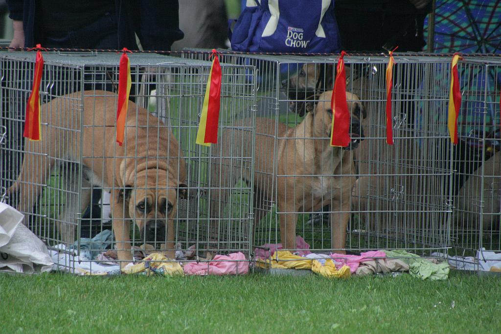 Krajowa Wystawa Psów Rasowych