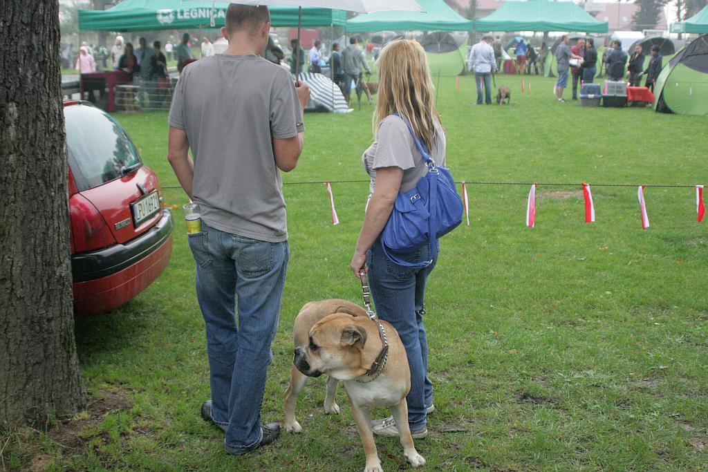 Krajowa Wystawa Psów Rasowych