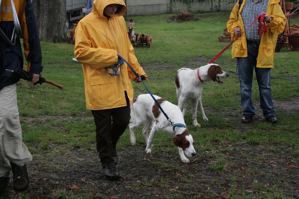 Krajowa Wystawa Psów Rasowych
