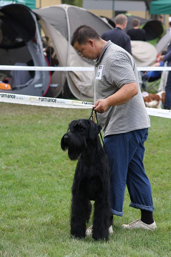 Krajowa Wystawa Psów Rasowych