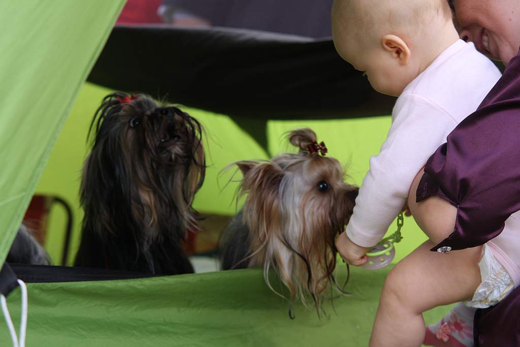 Krajowa Wystawa Psów Rasowych