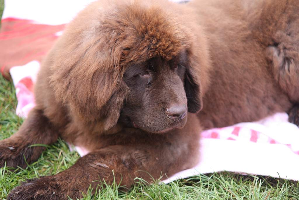 Krajowa Wystawa Psów Rasowych