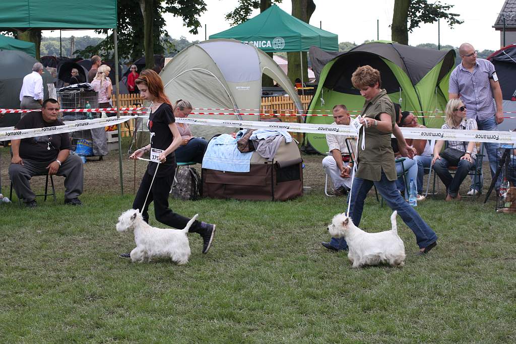 Krajowa Wystawa Psów Rasowych