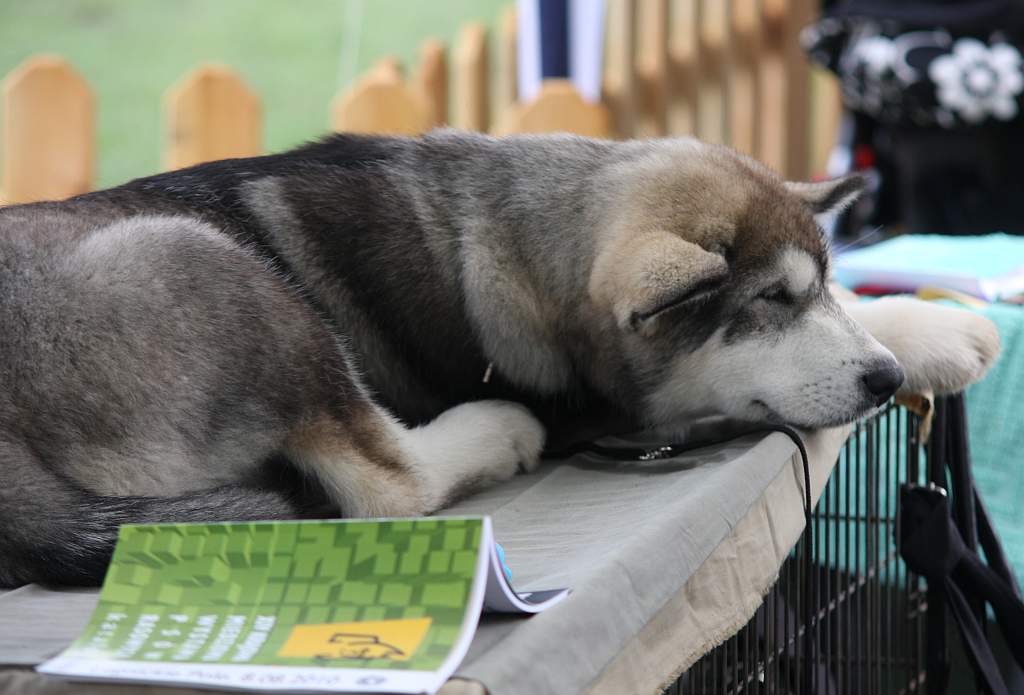 Krajowa Wystawa Psów Rasowych