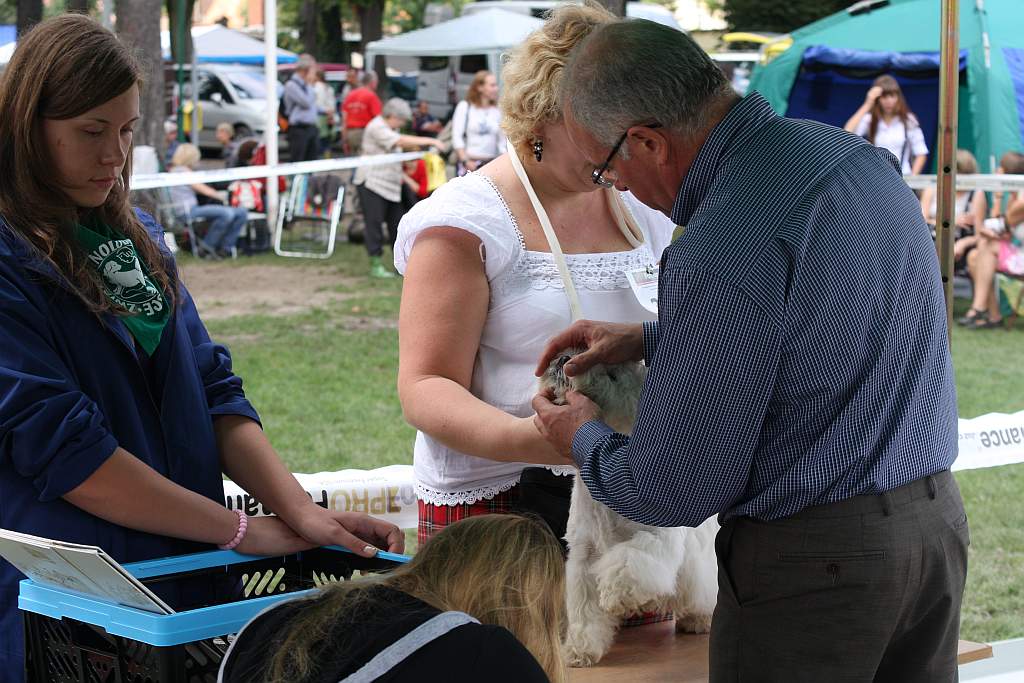 Krajowa Wystawa Psów Rasowych
