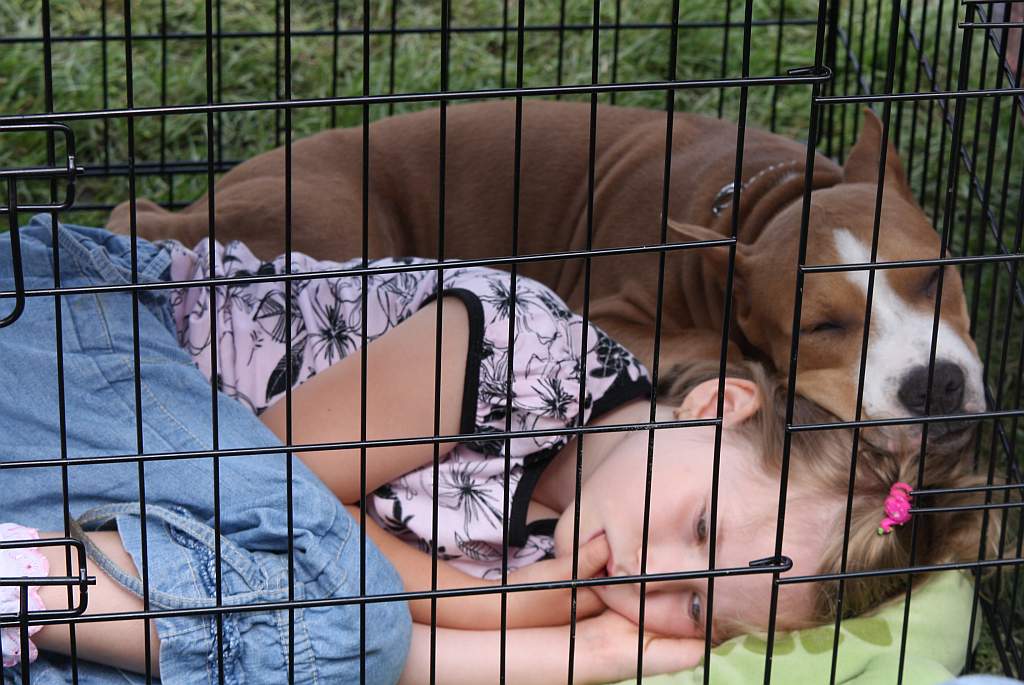 Krajowa Wystawa Psów Rasowych