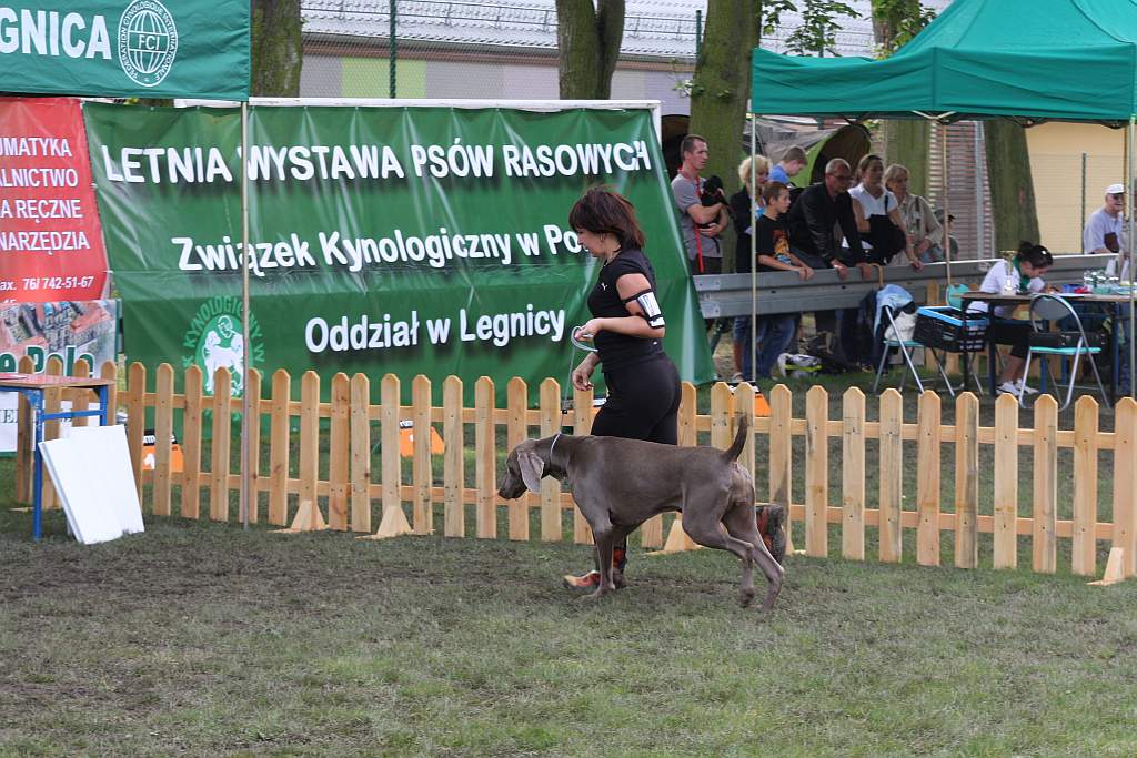 Krajowa Wystawa Psów Rasowych