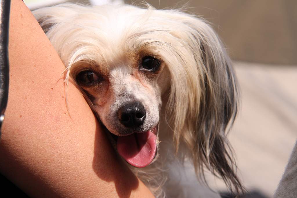 Krajowa Wystawa Psów Rasowych