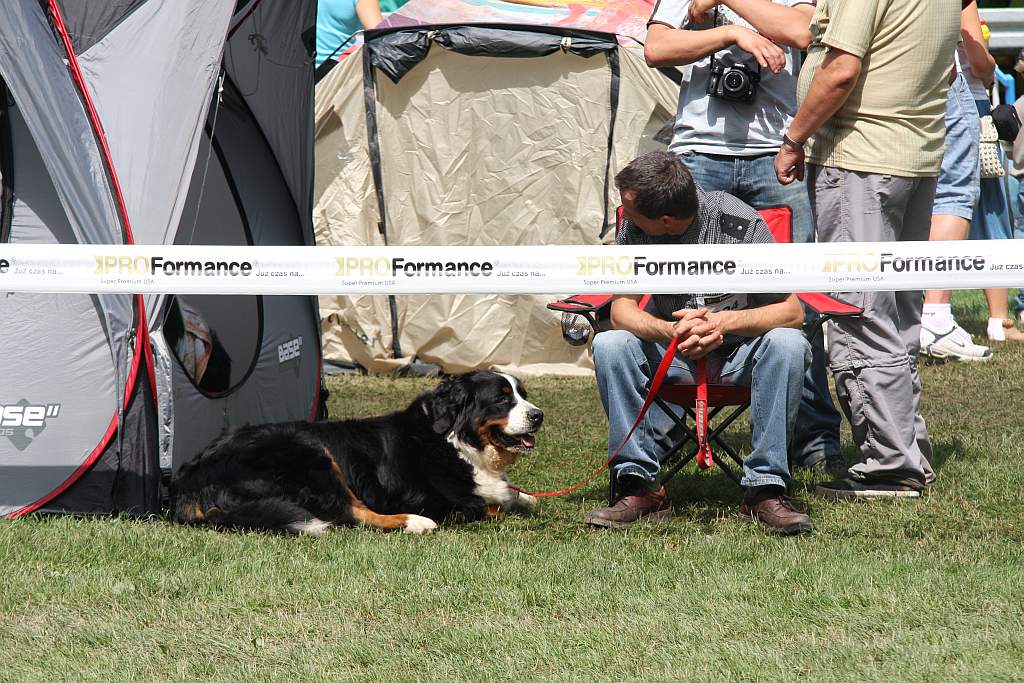 Krajowa Wystawa Psów Rasowych