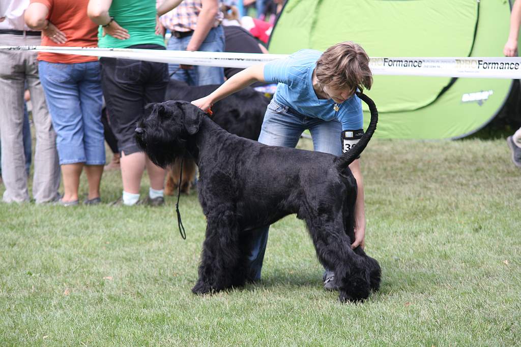 Krajowa Wystawa Psów Rasowych