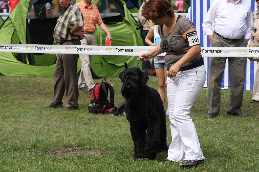 Krajowa Wystawa Psów Rasowych