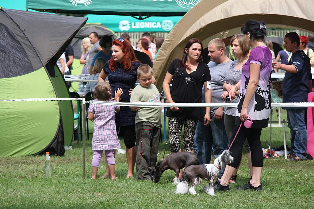 Krajowa Wystawa Psów Rasowych