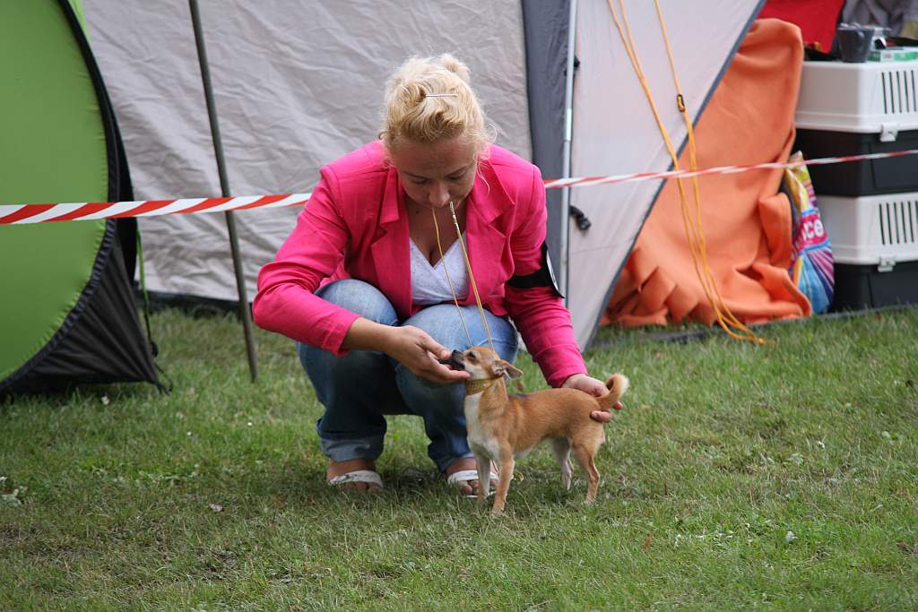 Krajowa Wystawa Psów Rasowych