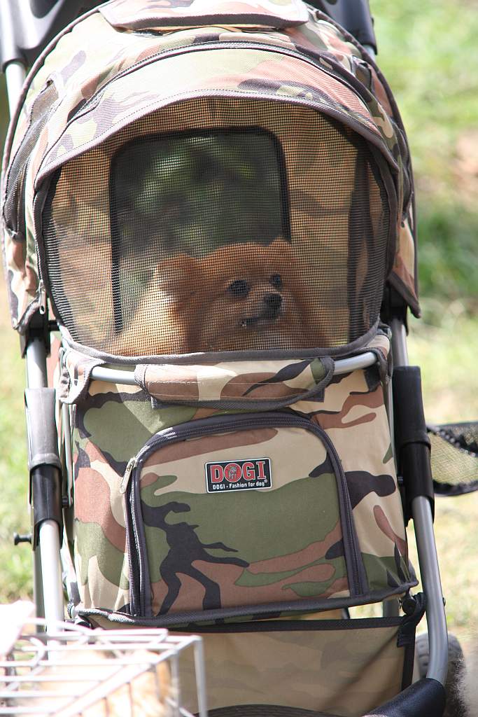 Krajowa Wystawa Psów Rasowych