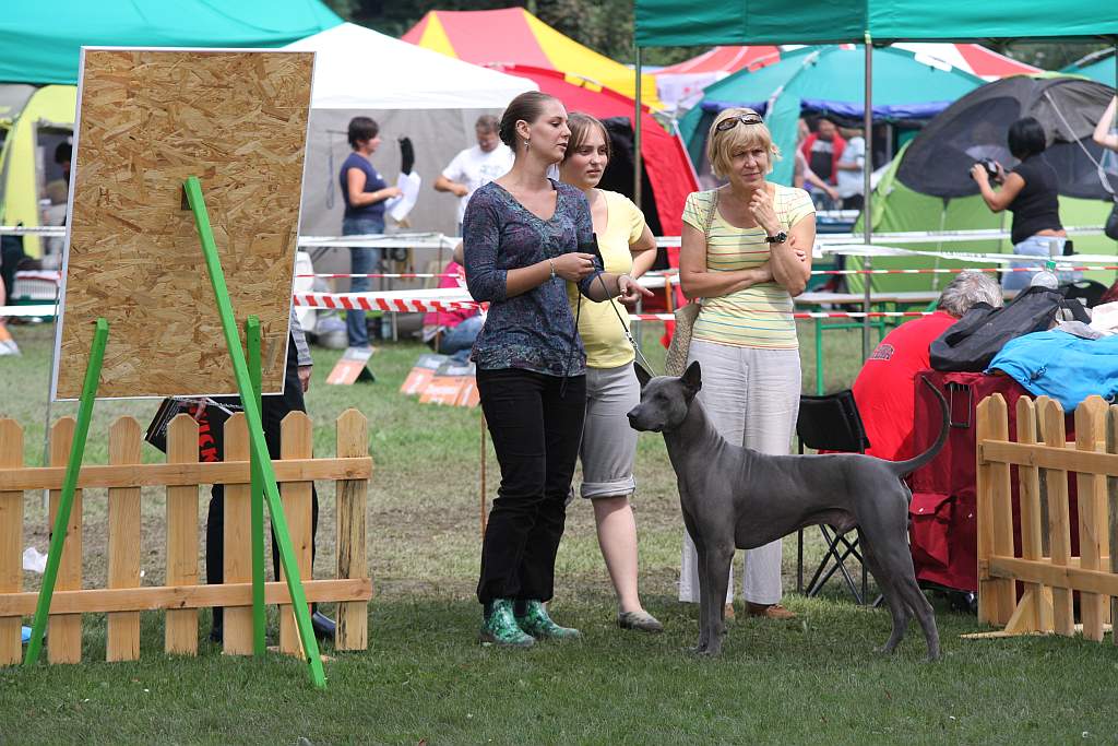 Krajowa Wystawa Psów Rasowych