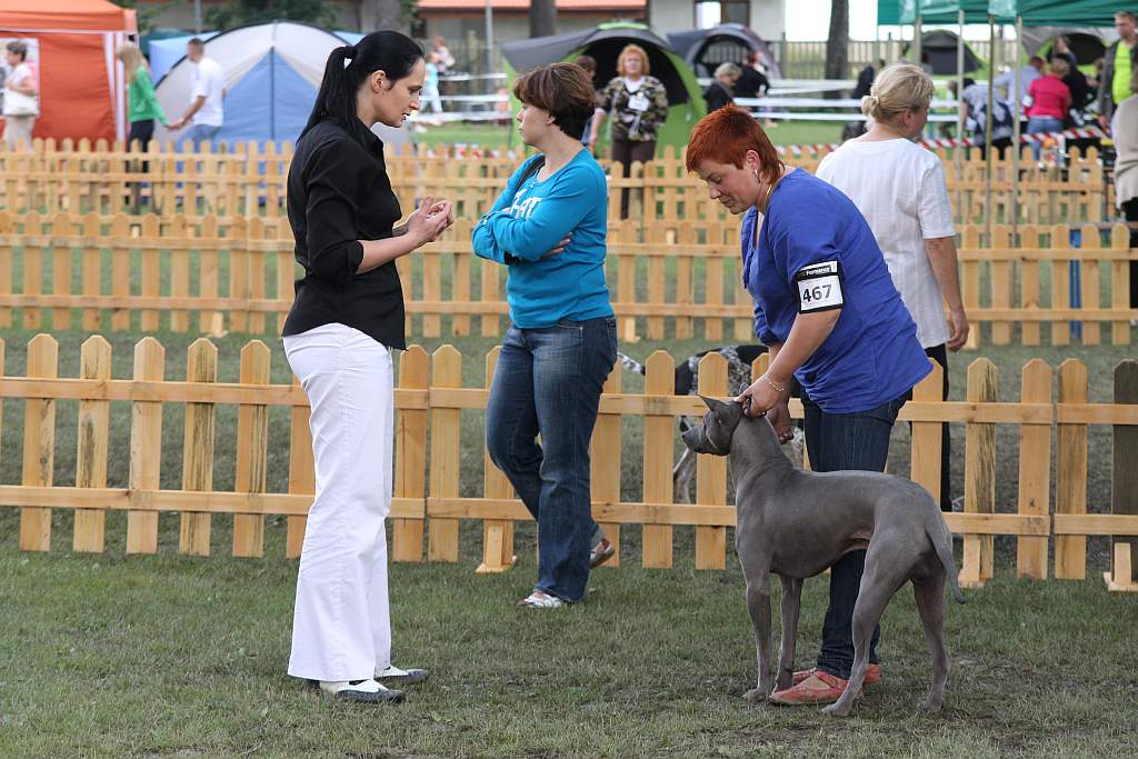 Krajowa Wystawa Psów Rasowych