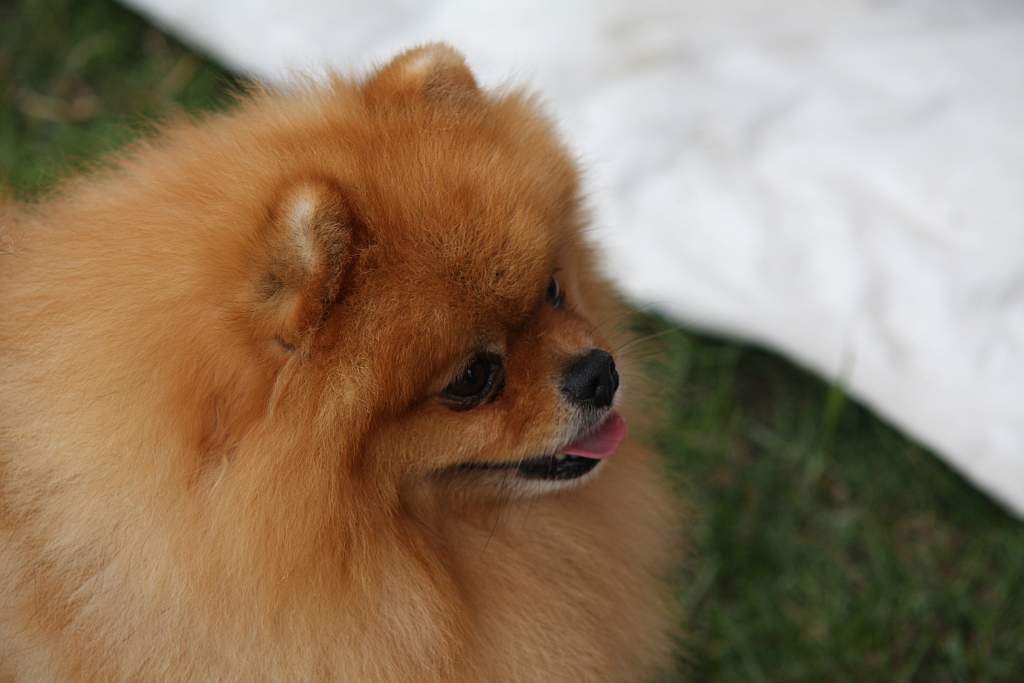 Krajowa Wystawa Psów Rasowych