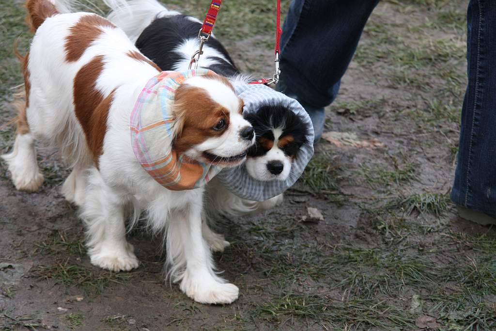 Krajowa Wystawa Psów Rasowych