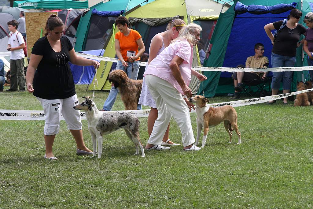 Krajowa Wystawa Psów Rasowych