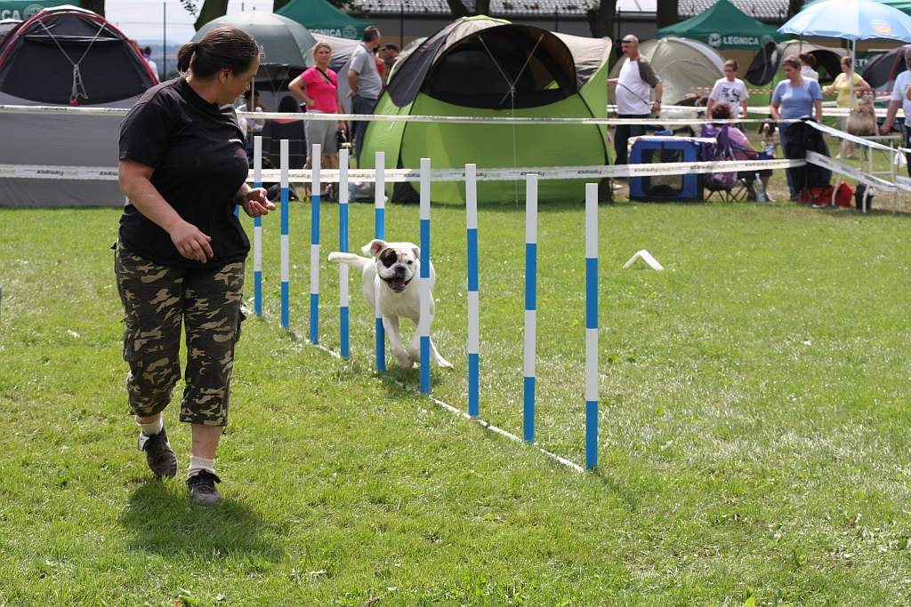 Krajowa Wystawa Psów Rasowych