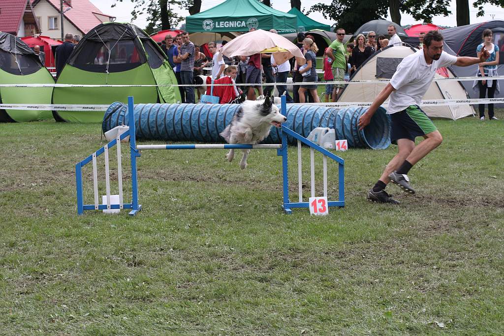 Krajowa Wystawa Psów Rasowych