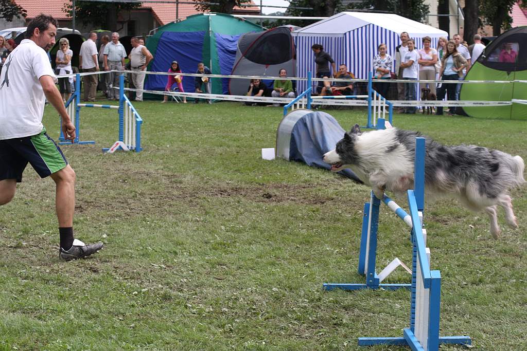 Krajowa Wystawa Psów Rasowych