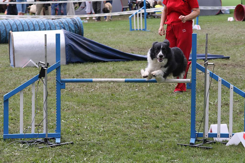 Krajowa Wystawa Psów Rasowych