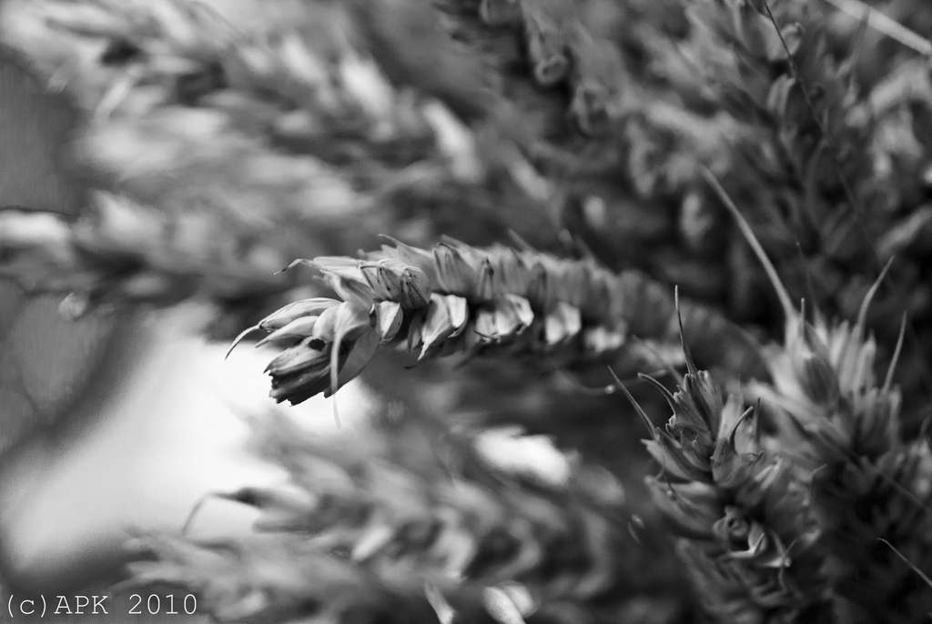 Dożynkowe uroczystości w Tyńcu