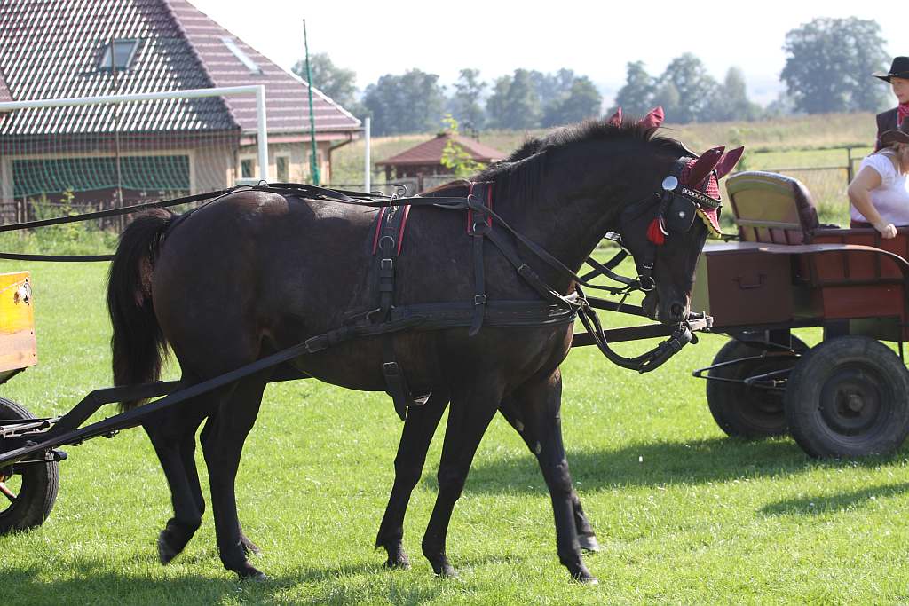 Dożynki Sołeckie w Krotoszycach