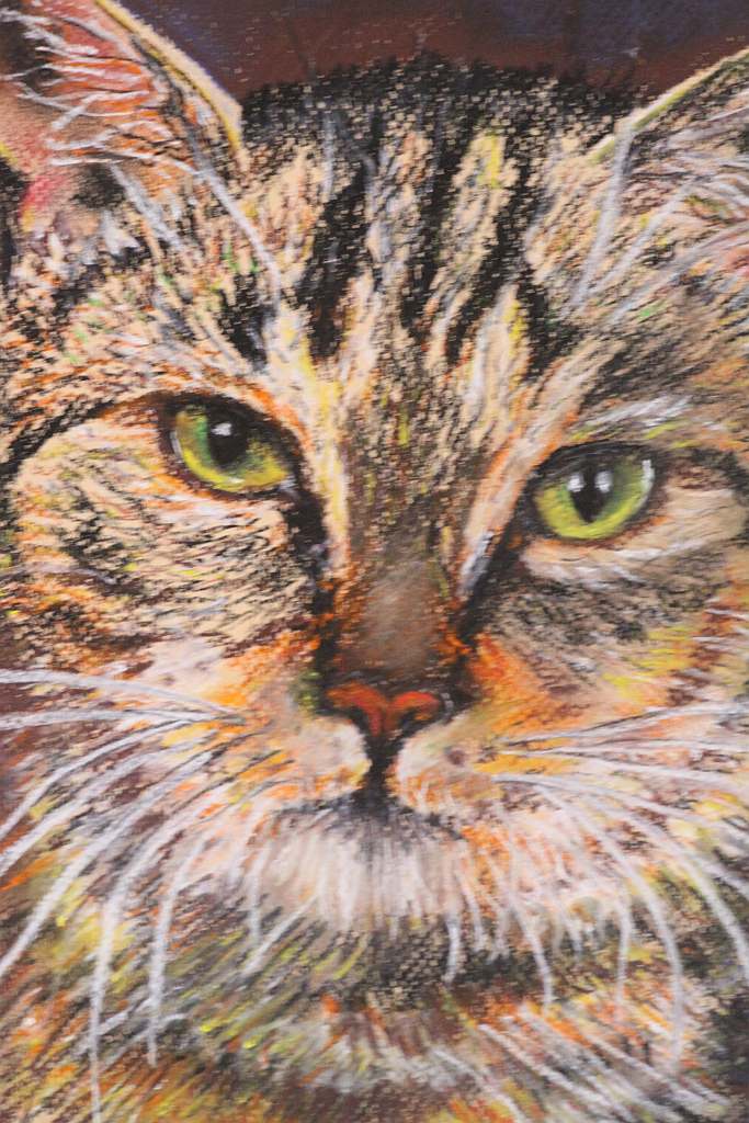 Psiaki, kociaki i inne zwierzaki