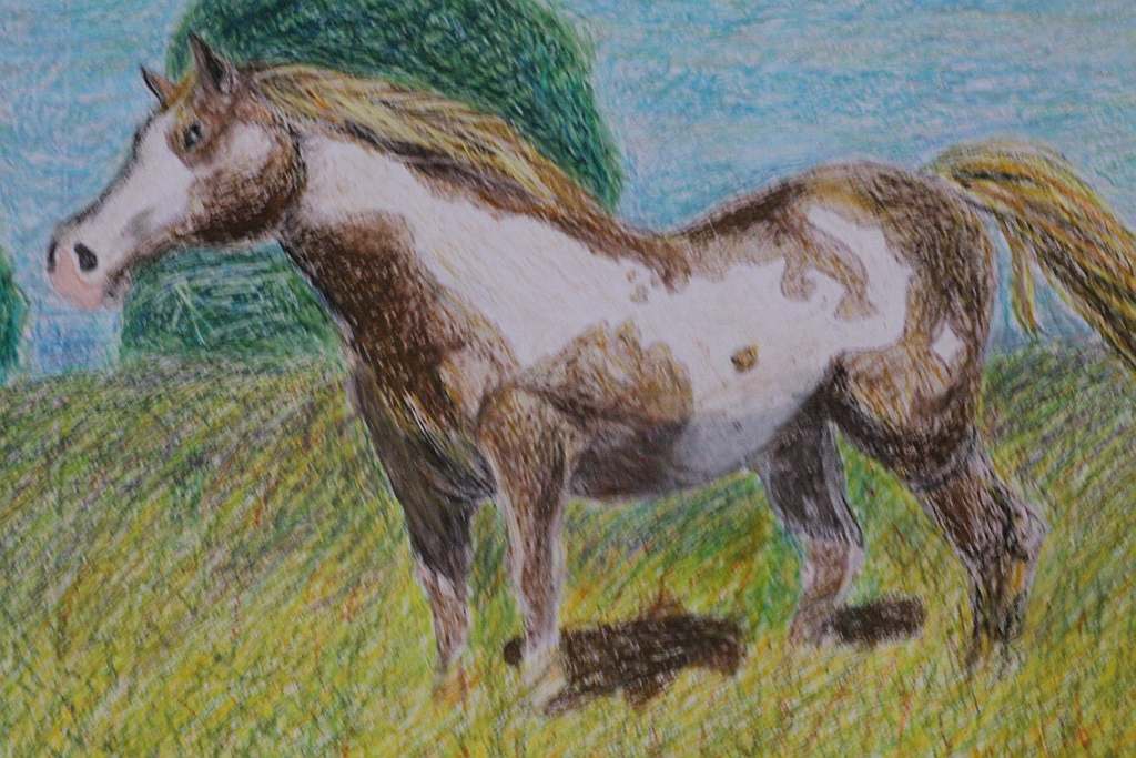 Psiaki, kociaki i inne zwierzaki