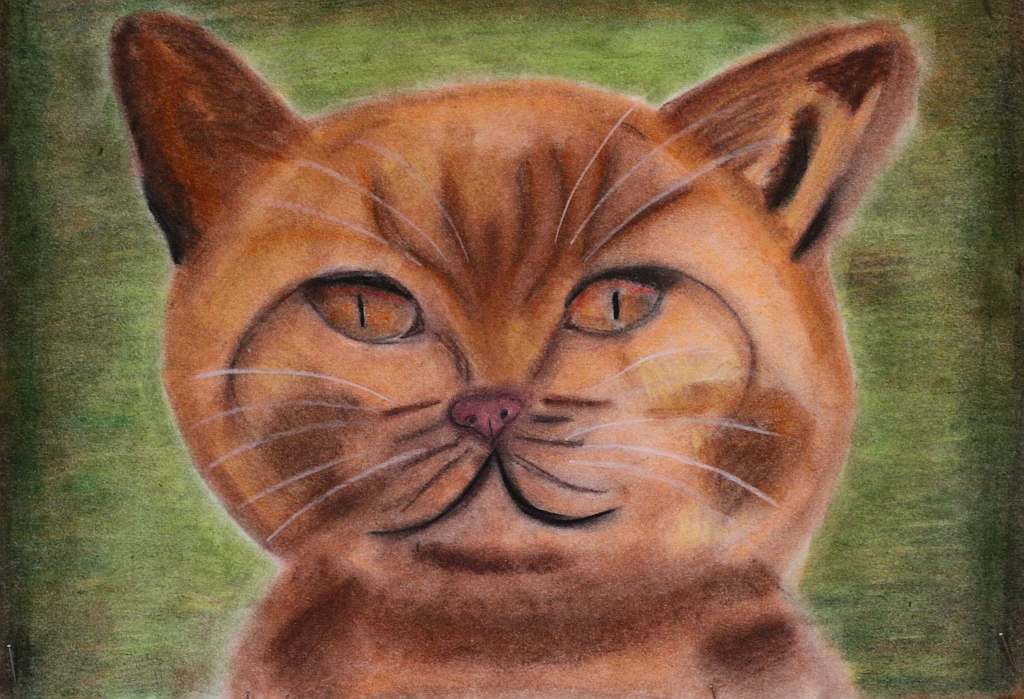 Psiaki, kociaki i inne zwierzaki