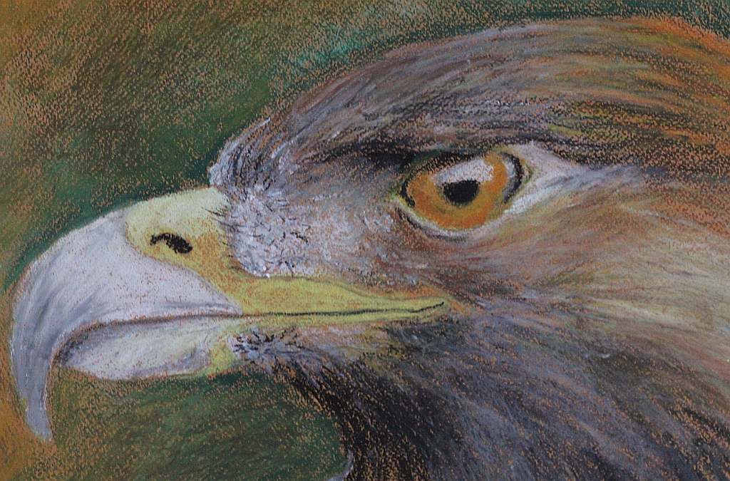 Psiaki, kociaki i inne zwierzaki