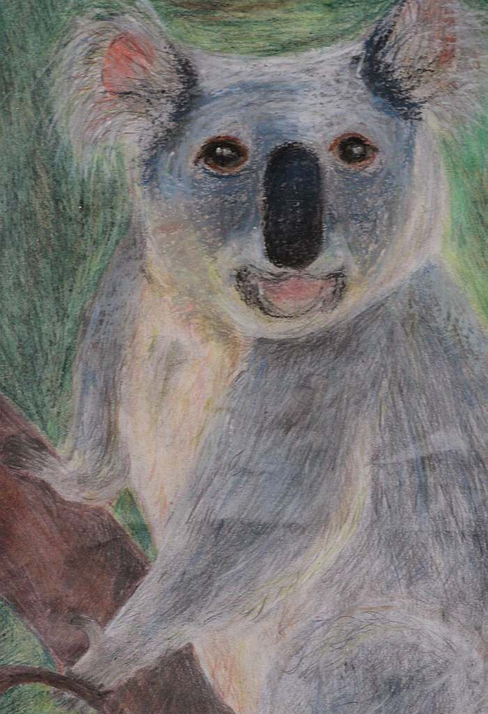 Psiaki, kociaki i inne zwierzaki