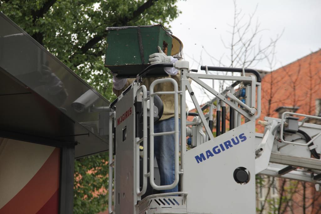 Rój pszczół nad Heliosem