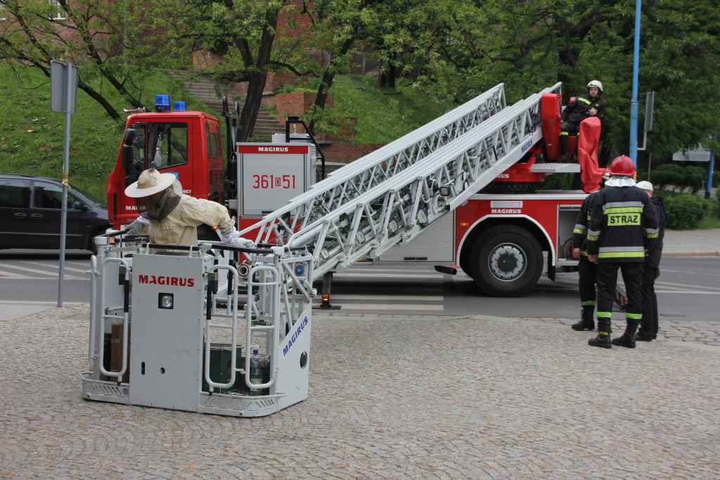 Rój pszczół nad Heliosem