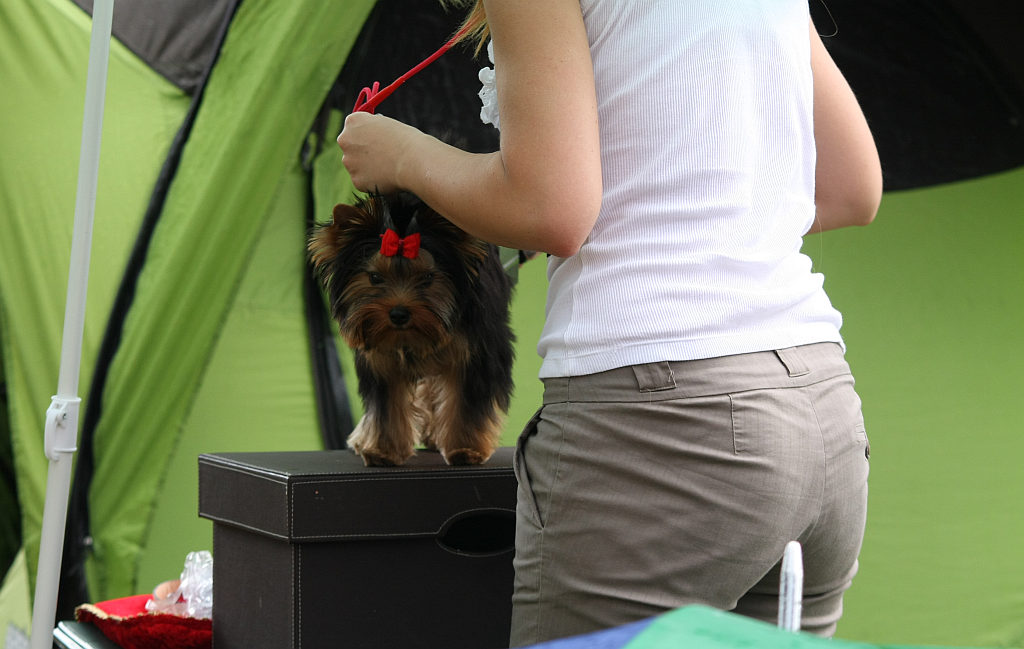 Wystawa psów w Legnickim Polu