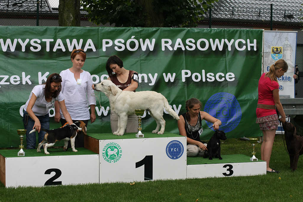 Wystawa psów w Legnickim Polu