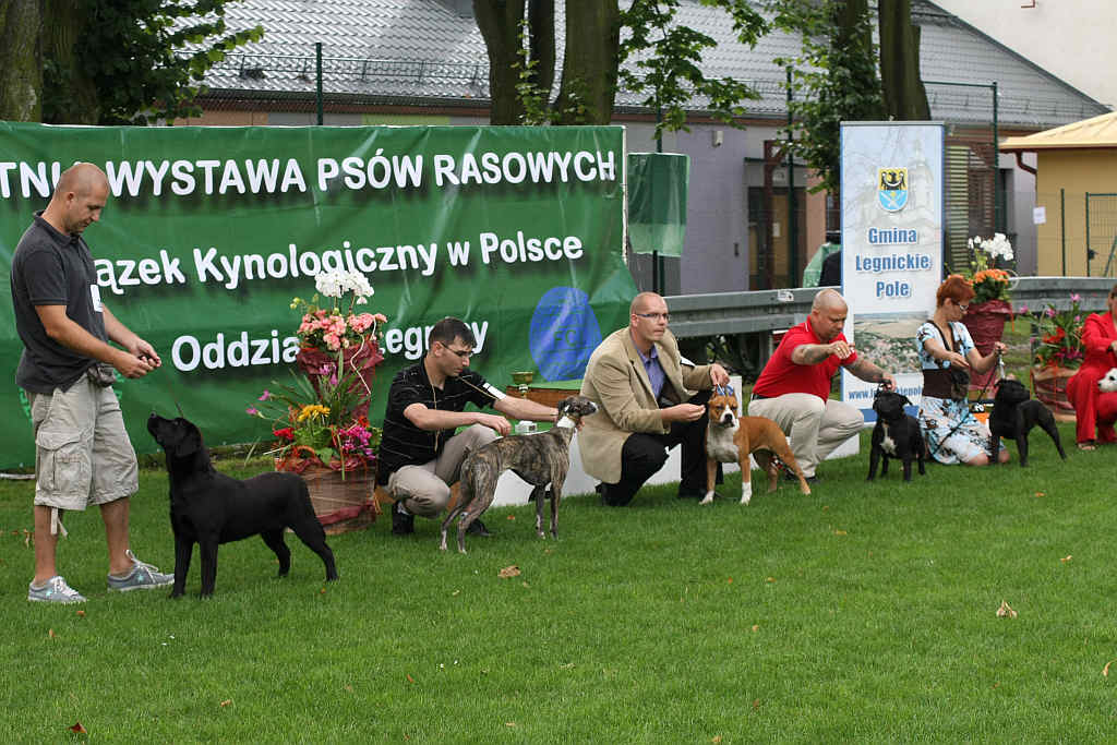 Wystawa psów w Legnickim Polu