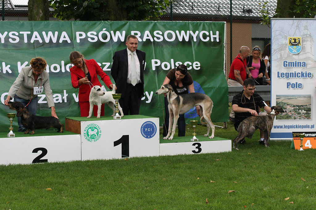 Wystawa psów w Legnickim Polu
