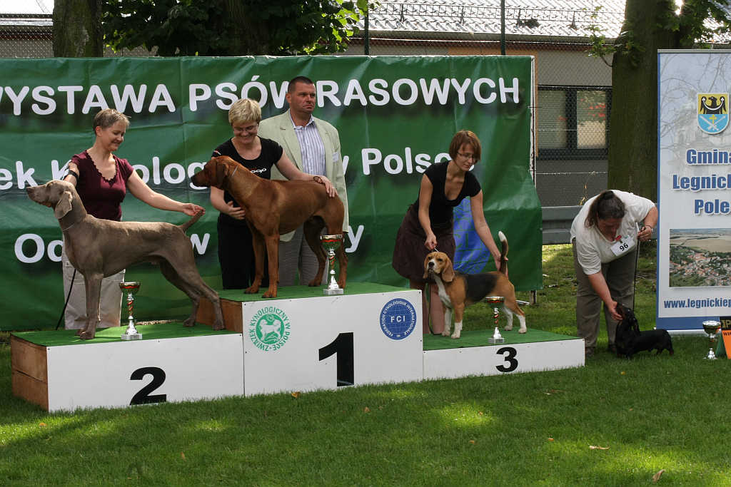 Wystawa psów w Legnickim Polu