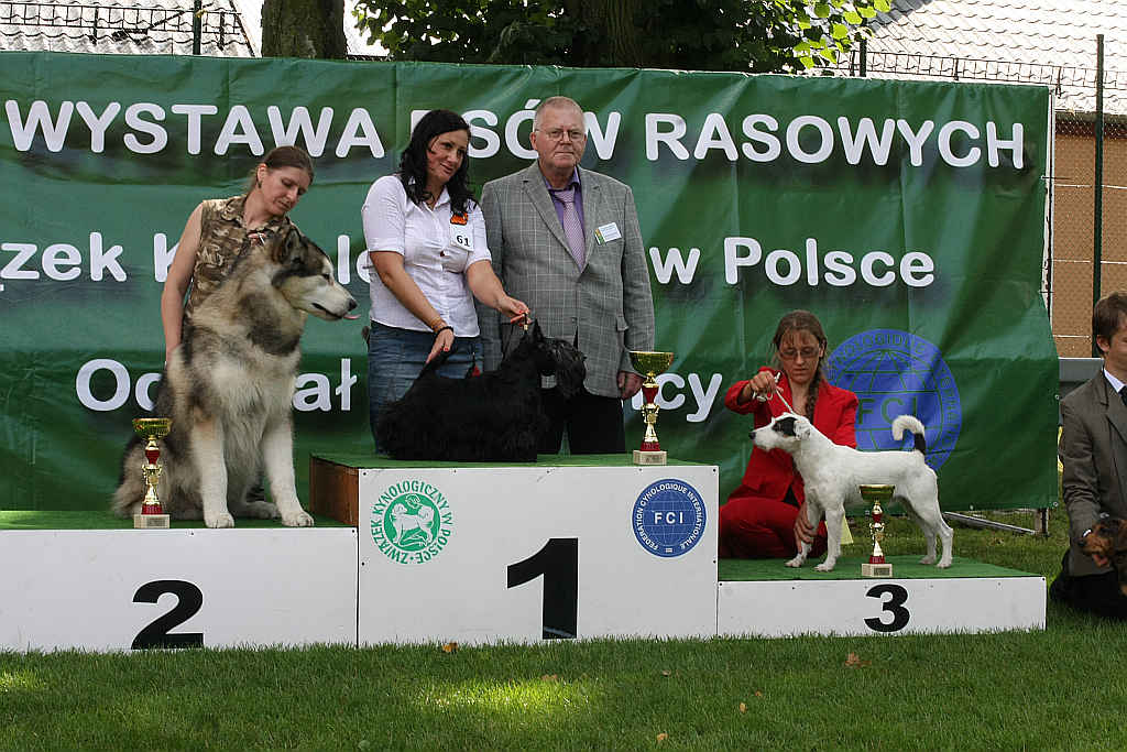 Wystawa psów w Legnickim Polu